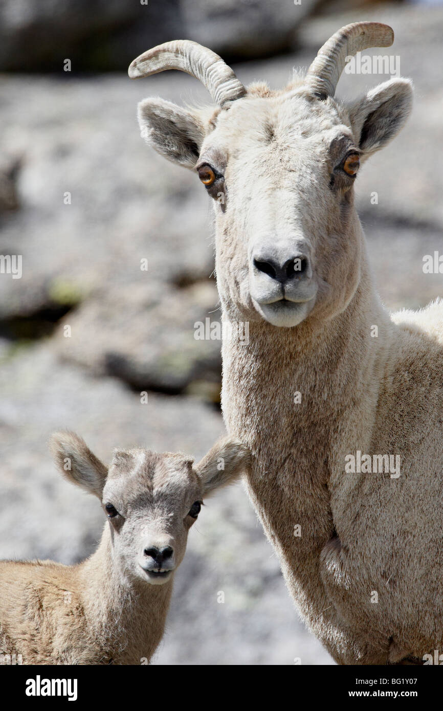 Bighorn Schafe (Ovis Canadensis) Schaf und Lamm, Mount Evans, Colorado, Vereinigte Staaten von Amerika, Nordamerika Stockfoto