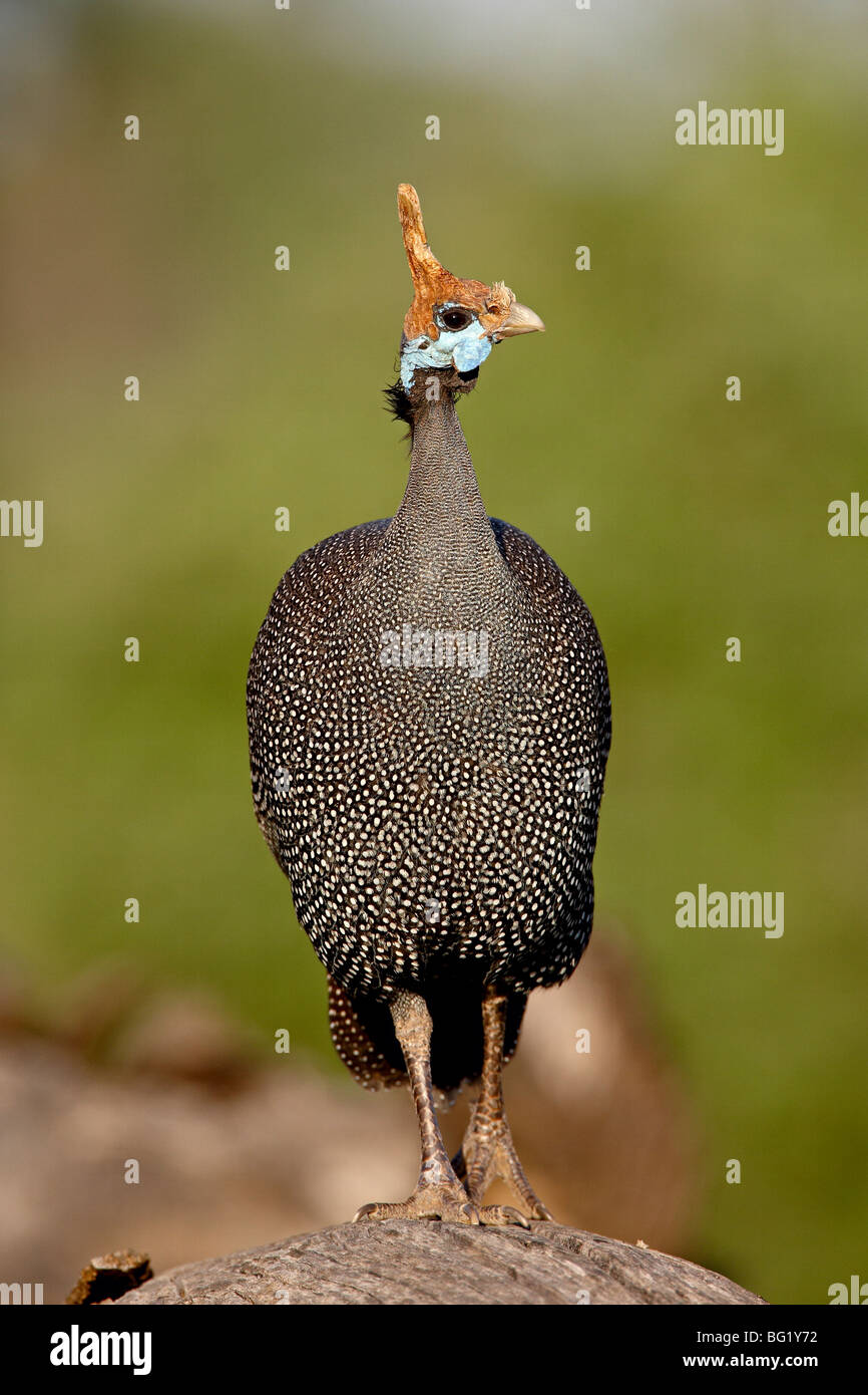 Behelmter Perlhühner (Numida Meleagris), Samburu National Reserve, Kenia, Ostafrika, Afrika Stockfoto