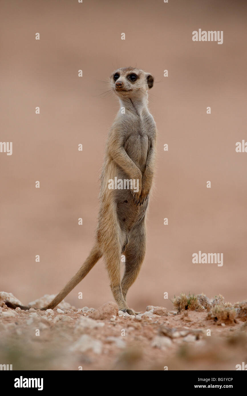 Erdmännchen (Suricate) (Suricata Suricatta), Kgalagadi Transfrontier Park, Südafrika Stockfoto