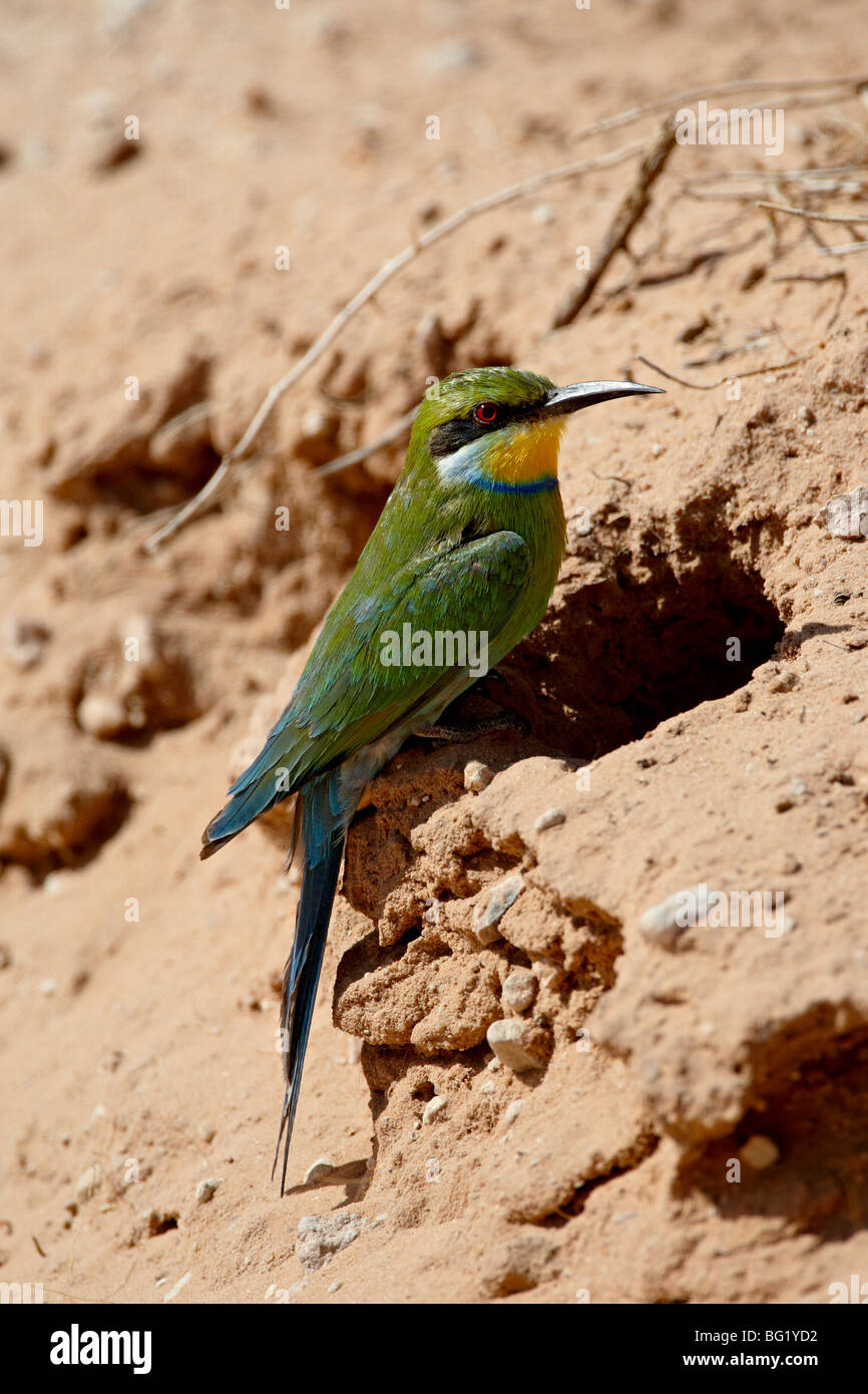 Zinnenkranz Bienenfresser (Merops Hirundineus) in seinem Nest öffnen, Kgalagadi Transfrontier Park, Südafrika Stockfoto