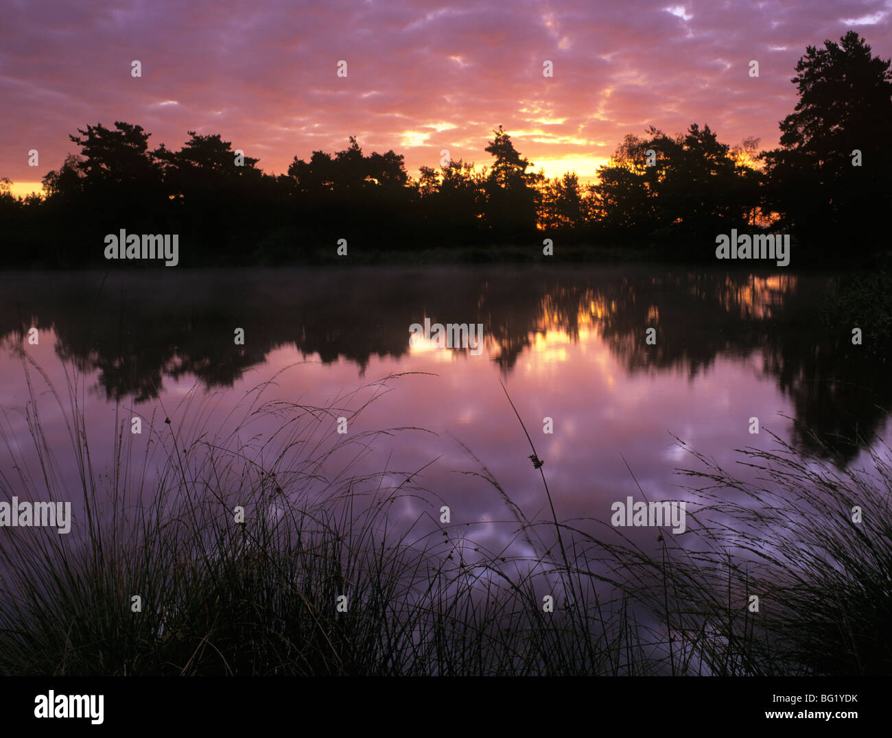 Sonnenaufgang über dem graben Teich auf Thursley gemeinsamen nationalen Naturreservat. Elstead Surrey England UK Großbritannien Stockfoto