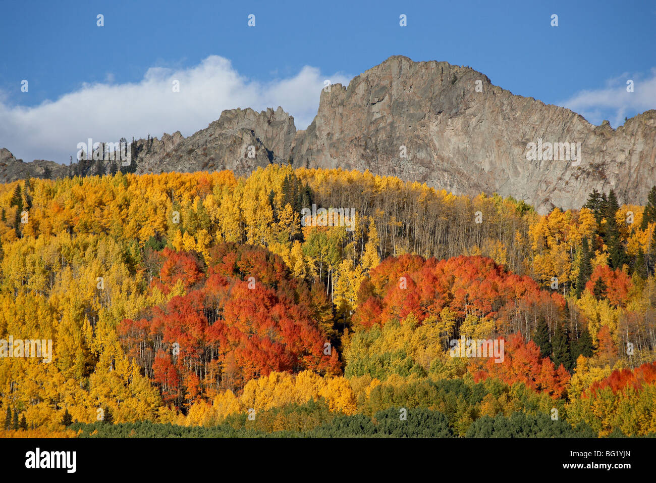 Der Deich mit Herbstfarben, Grand Mesa Uncompahgre Gunnison National Forest, Colorado, Vereinigte Staaten von Amerika, Nordamerika Stockfoto