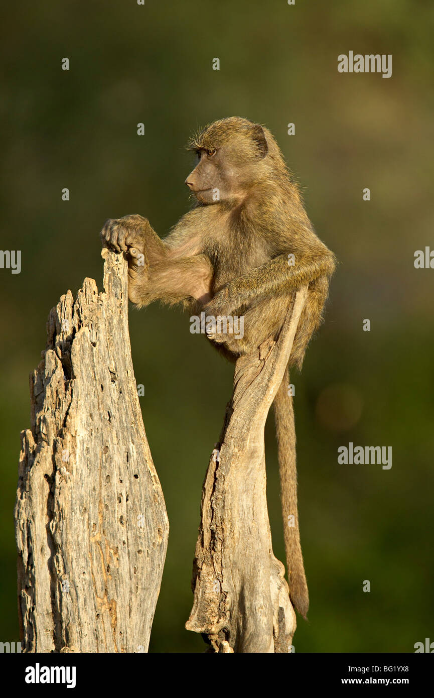 Junge, männliche Olive Pavian (Papio Cynocephalus Anubis) sitzt auf einem Baumstamm, Samburu National Reserve, Kenia, Ostafrika Stockfoto