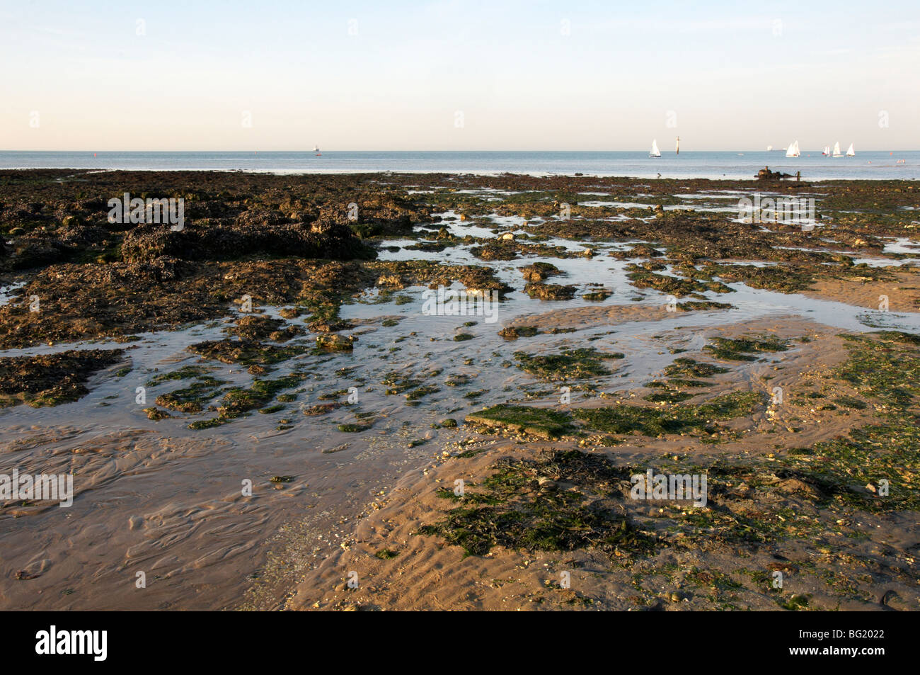 Algen und Felsen an einem Sandstrand in England Stockfoto