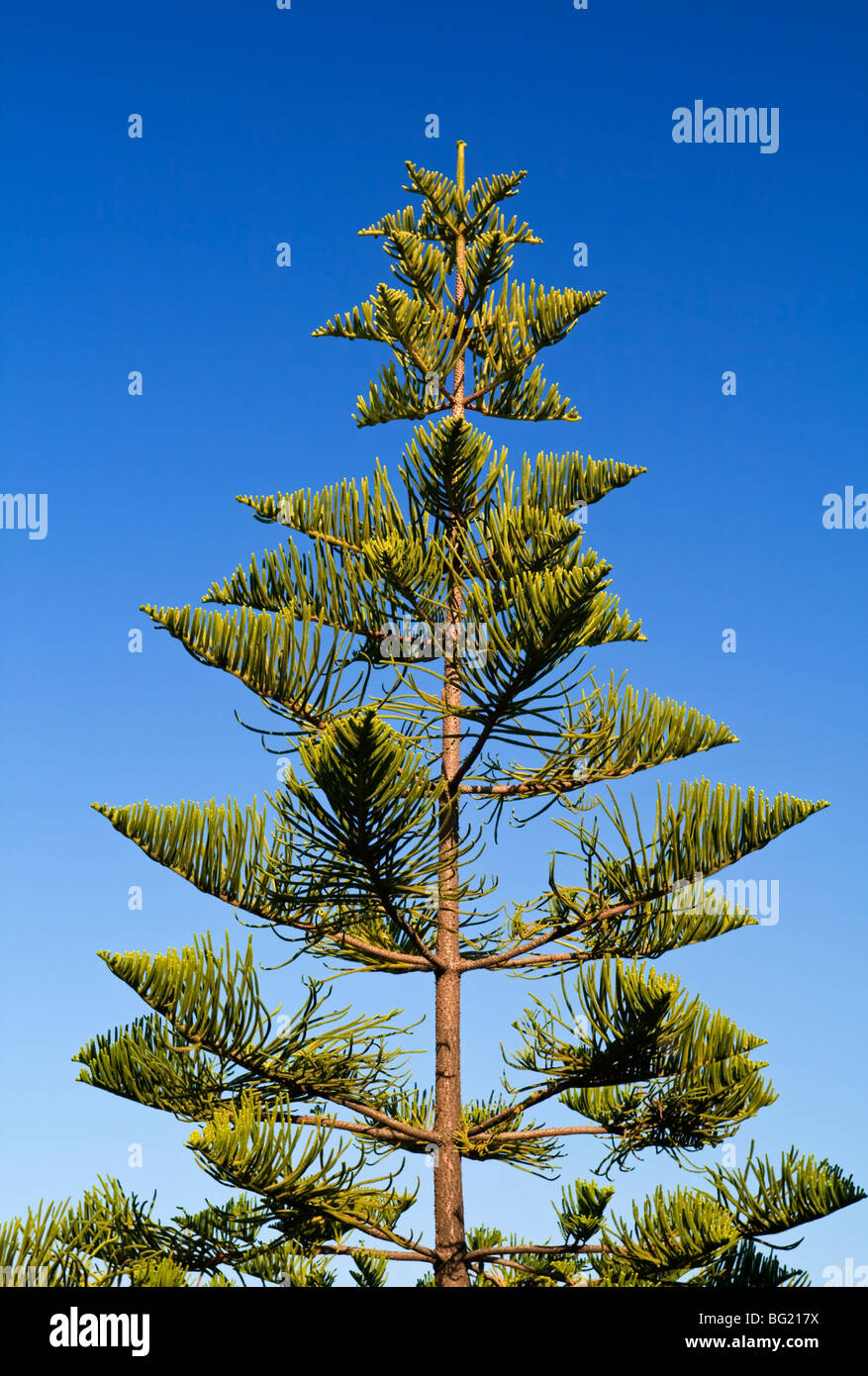 Blick auf den oberen Teil einer Pinie mit blauem Himmel hinter Stockfoto