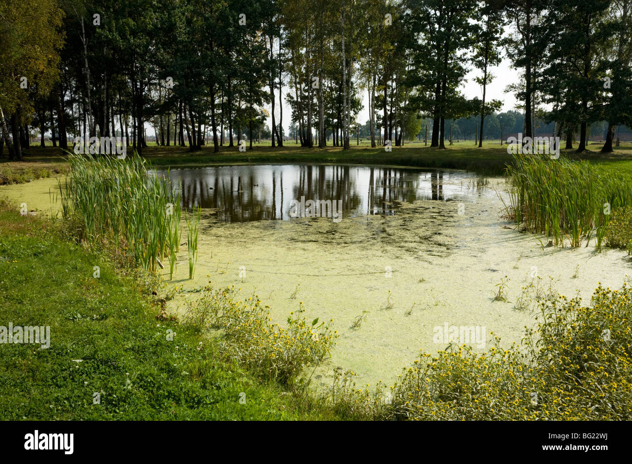 Ein Teich mit der Asche von Tausenden von Opfern in Auschwitz II