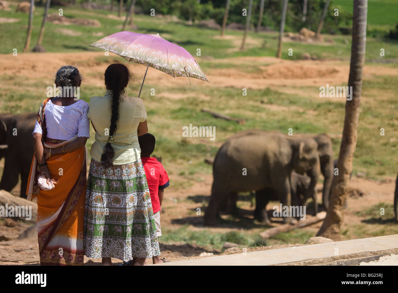 Pinnewela Elephant Orphanage, Sri Lanka Stockfoto