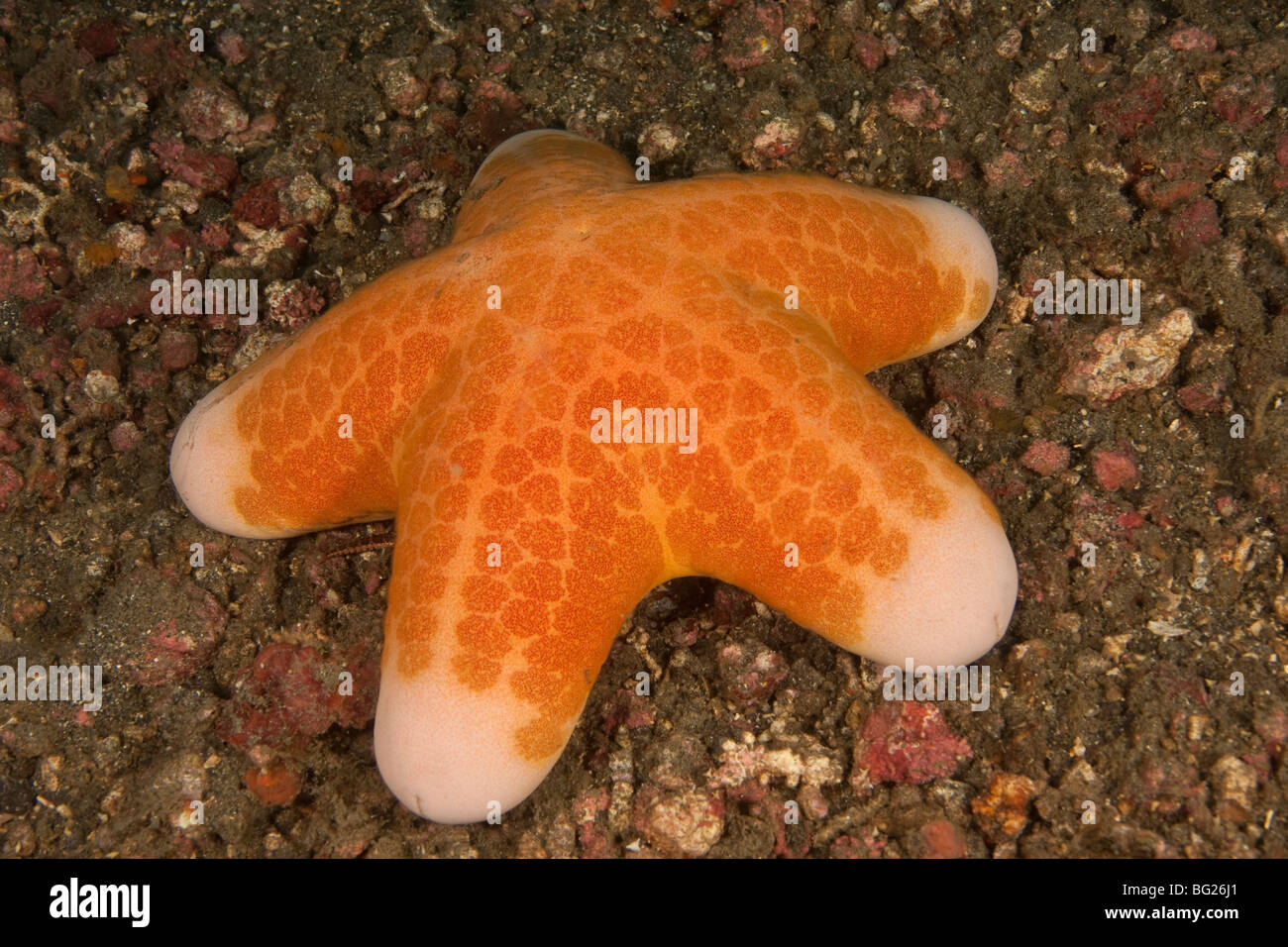 Seestern (Choriaster Granulatus), Lembeh Strait, Nord-Sulawesi, Indonesien Stockfoto