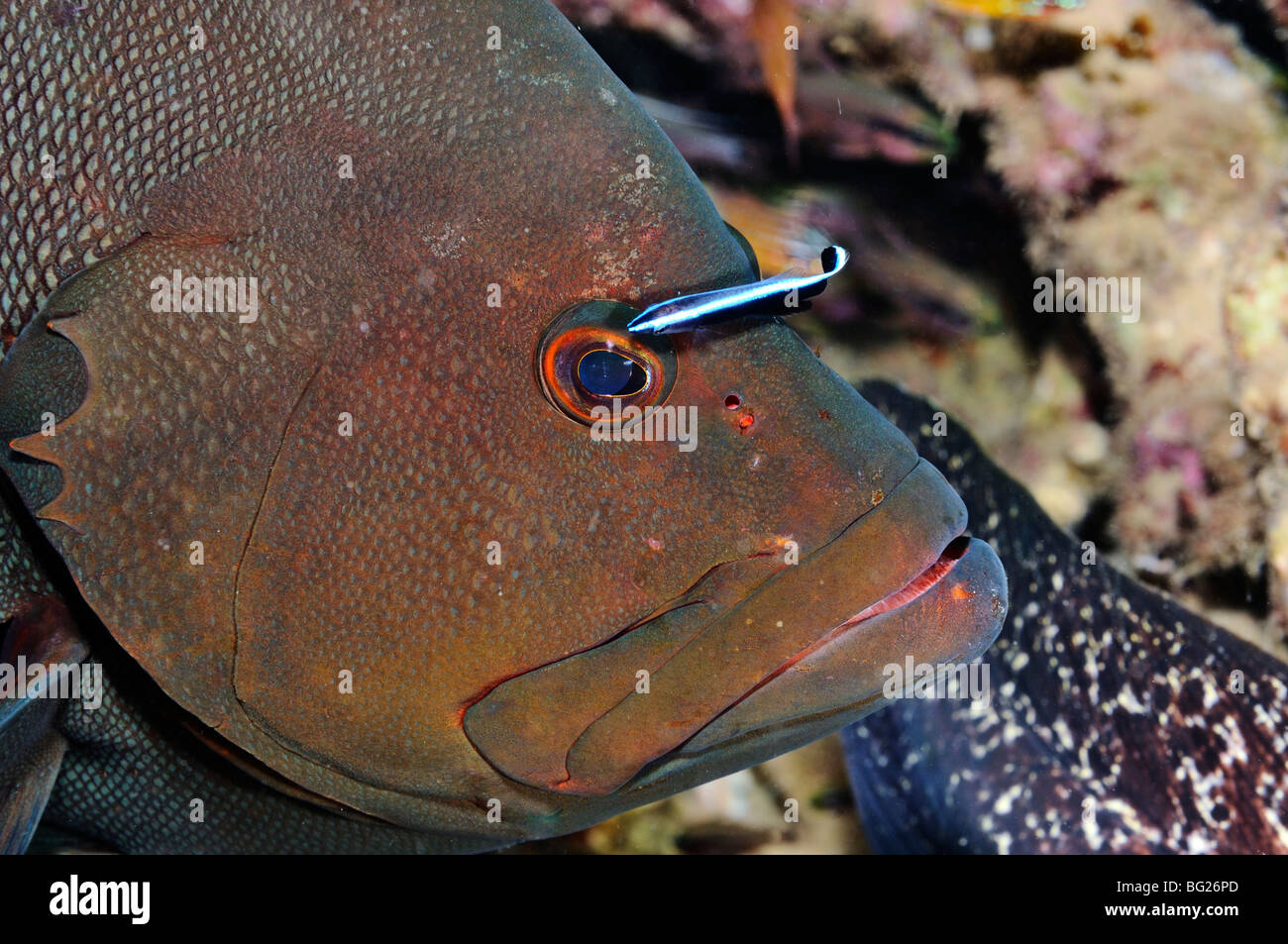 Redmouth Zackenbarsch Fisch, Aethaloperca Rogaa, mit cleaner Wrasse, "Red Sea" Stockfoto