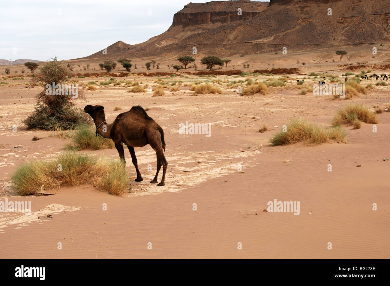 Ein Blick auf die Wüste Sahara in Marokko Stockfoto