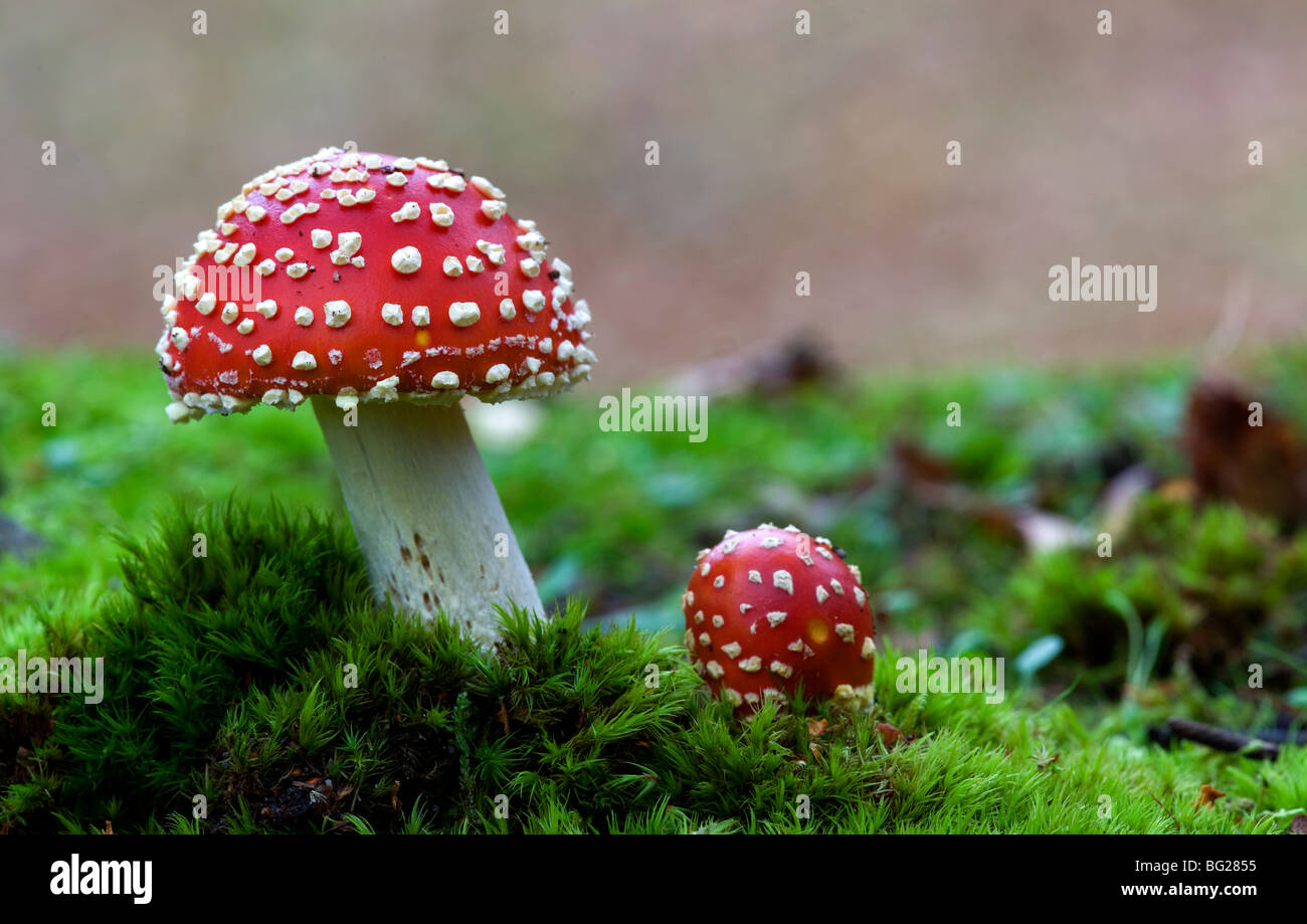 Fliegenpilz, zeigt weiße Warzen, die manchmal nicht vorhanden sind. Stockfoto