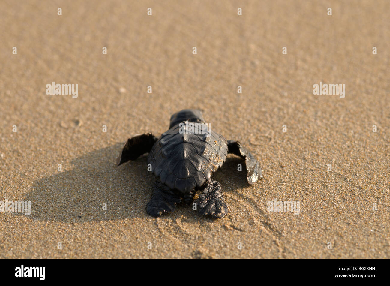 Die kleine Karettschildkröte (Caretta caretta) schlüpfte gerade aus dem Nest, auf dem Weg ins Meer, Zante. Zakynthos, griechische Insel. Oktober. Stockfoto