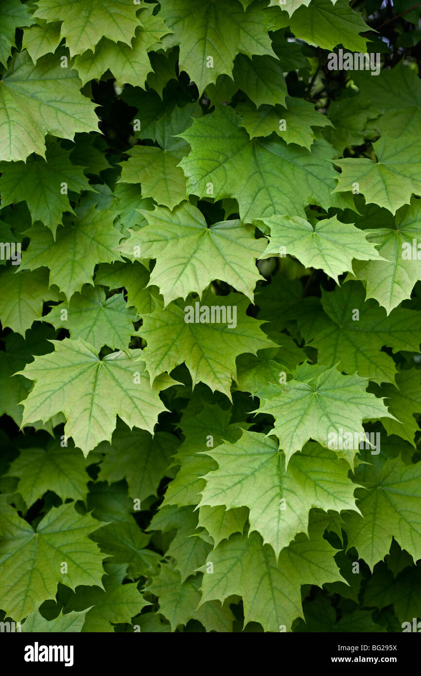 Ahorn-Blätter-Textur Stockfoto