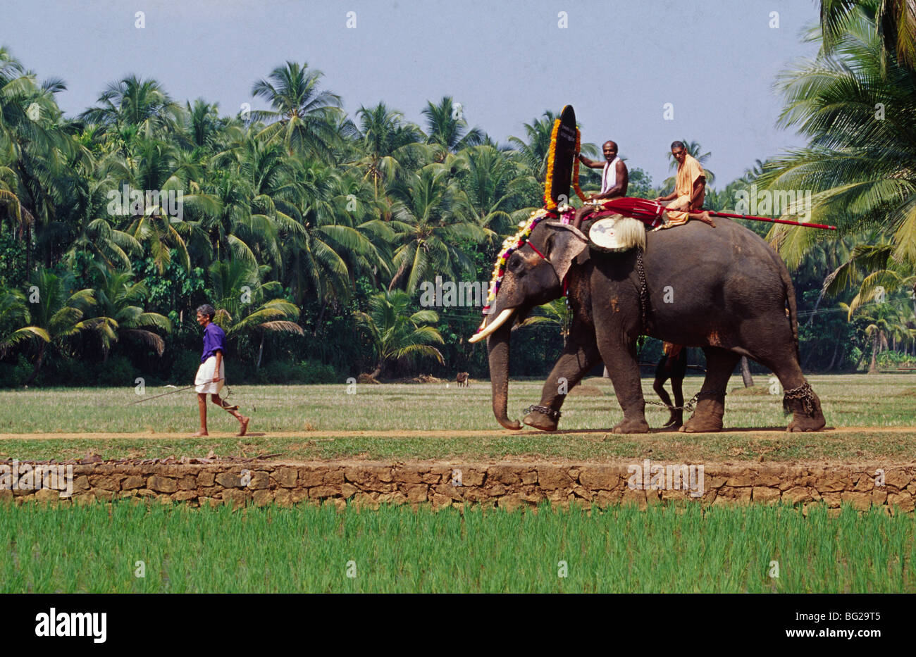 Einen geschmückten Elefanten, begleitet von Mahouts, Spaziergänge durch ein Reisfeld zu einem Tempel in Kerala, Südindien Stockfoto