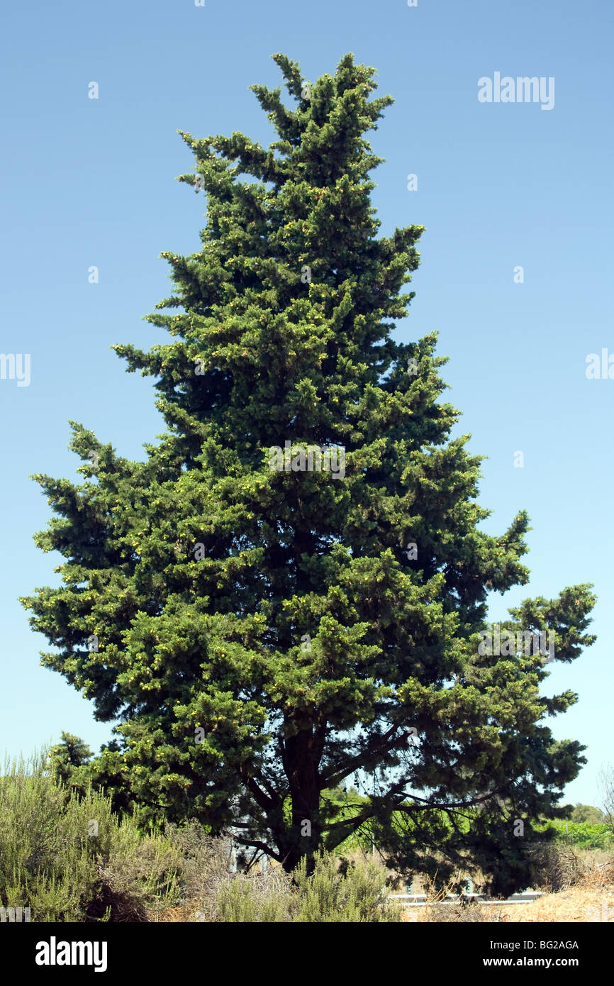Nadelwald gegen blauen Himmel Stockfoto