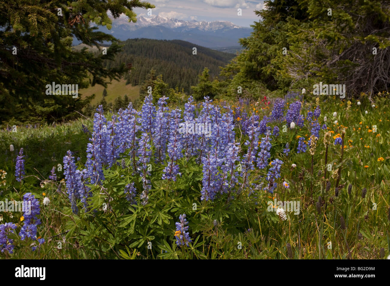 Spektakuläre frühe Sommerblumen, wie Arnika, Lupine, Pinsel Etc, am Schrein Pass in der Nähe von Vail, bei etwa 11.000 ft Stockfoto