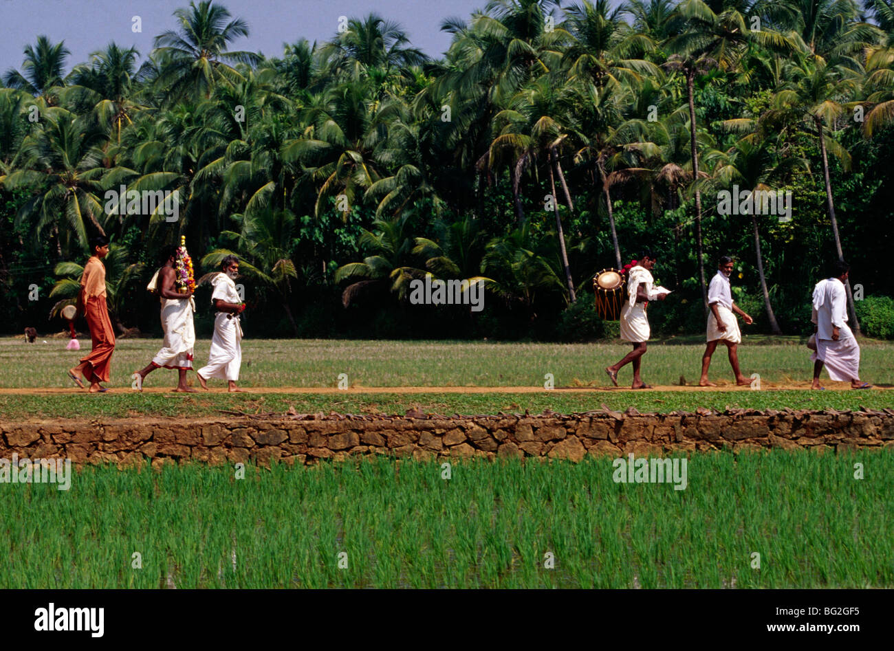 Priester und Schlagzeuger zu Fuß durch ein Reisfeld zu einem Tempel während eines Festivals in Kerala, Indien Stockfoto