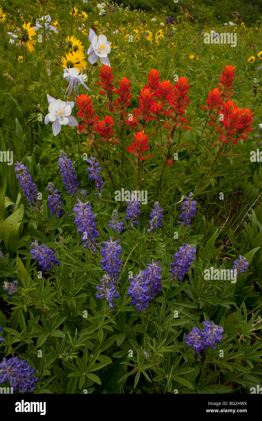 Spektakuläres Feuerwerk von Berg Sommerblumen einschließlich Scarlet Paintbrush Castilleja Miniata auf dem West Maroon Pass, Rocky Mountains Stockfoto