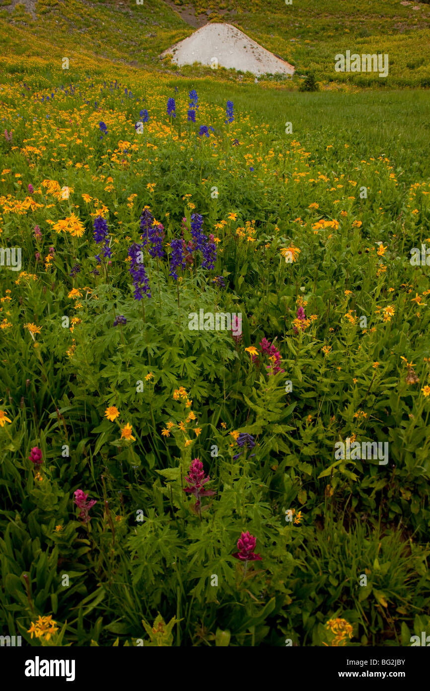 Spektakuläre Sommer Alpenblumen auf Black Bear Pass westlich von Red Mountain Pass, Ouray, San Juan Mountains, Colorado, Stockfoto