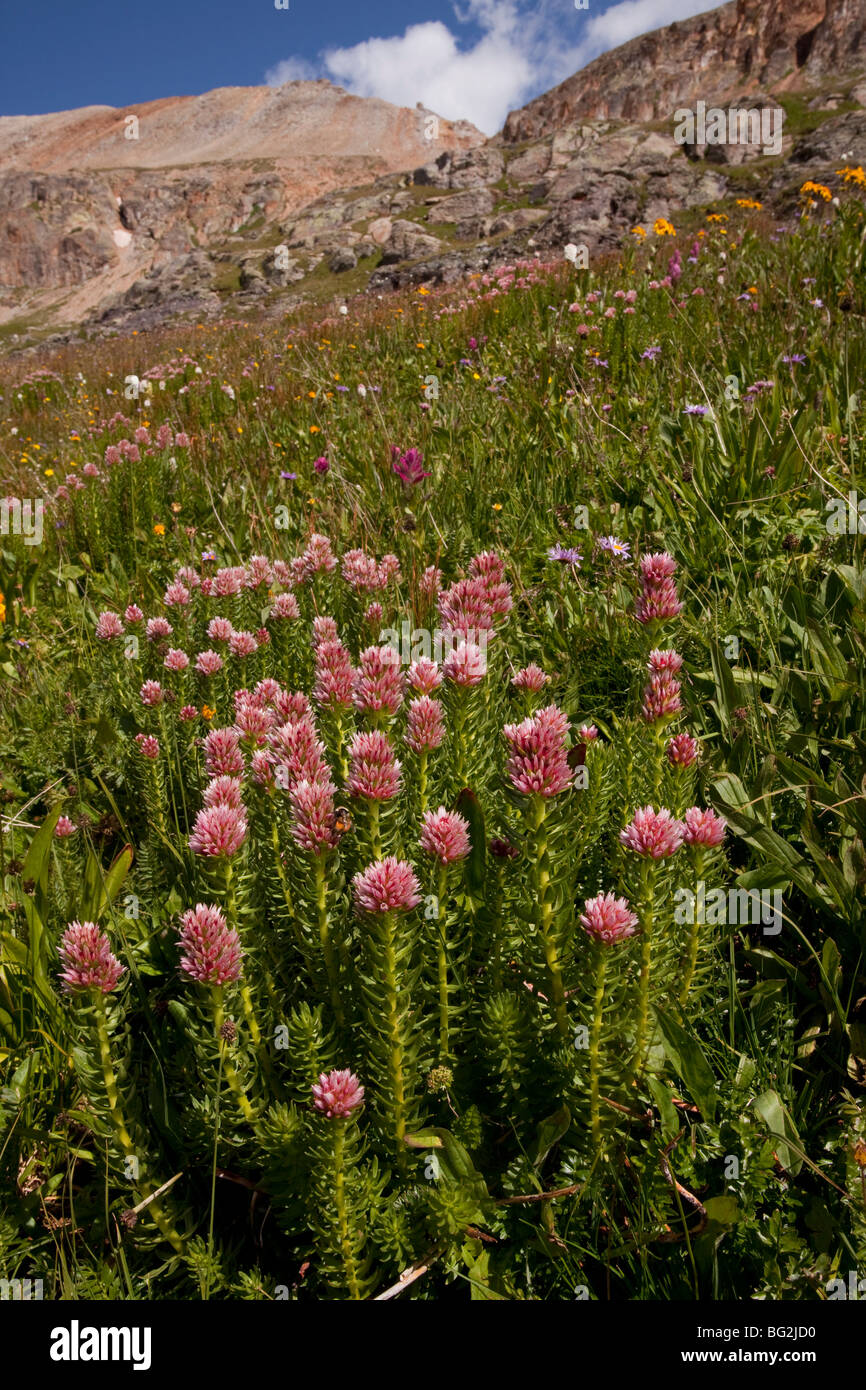 Rose-Krone oder der Königin Krone Sedum Rhodanthum = Clementsia und andere Blumen an Bullion See-Porphyr, San-Juan-Gebirge Stockfoto