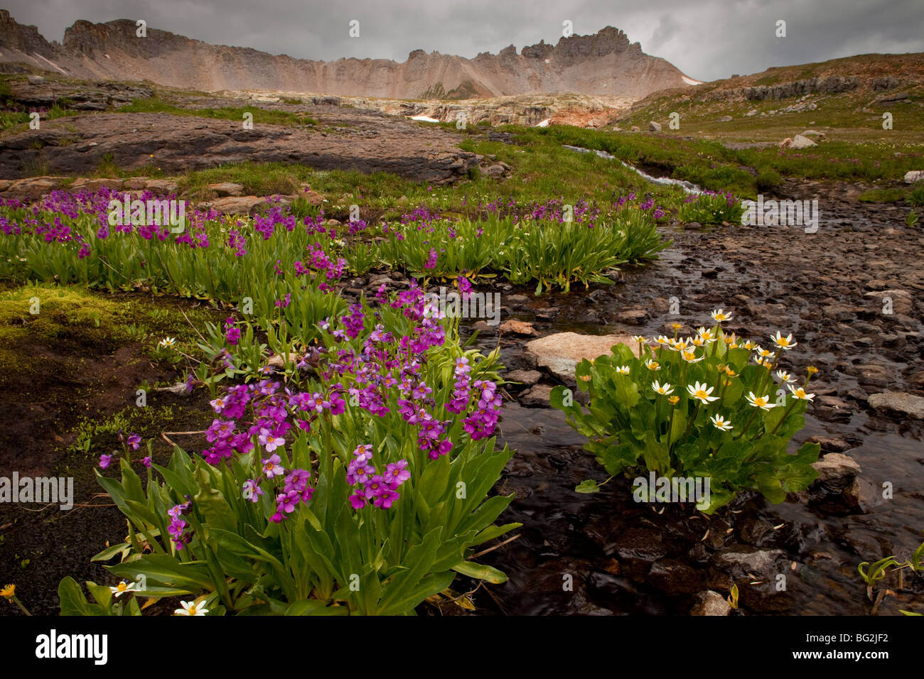 Parrys Primel Primula Parryi mit Caltha Leptosepala an Bullion See-Porphyr Bereich, San Juan Mountains, Colorado Stockfoto
