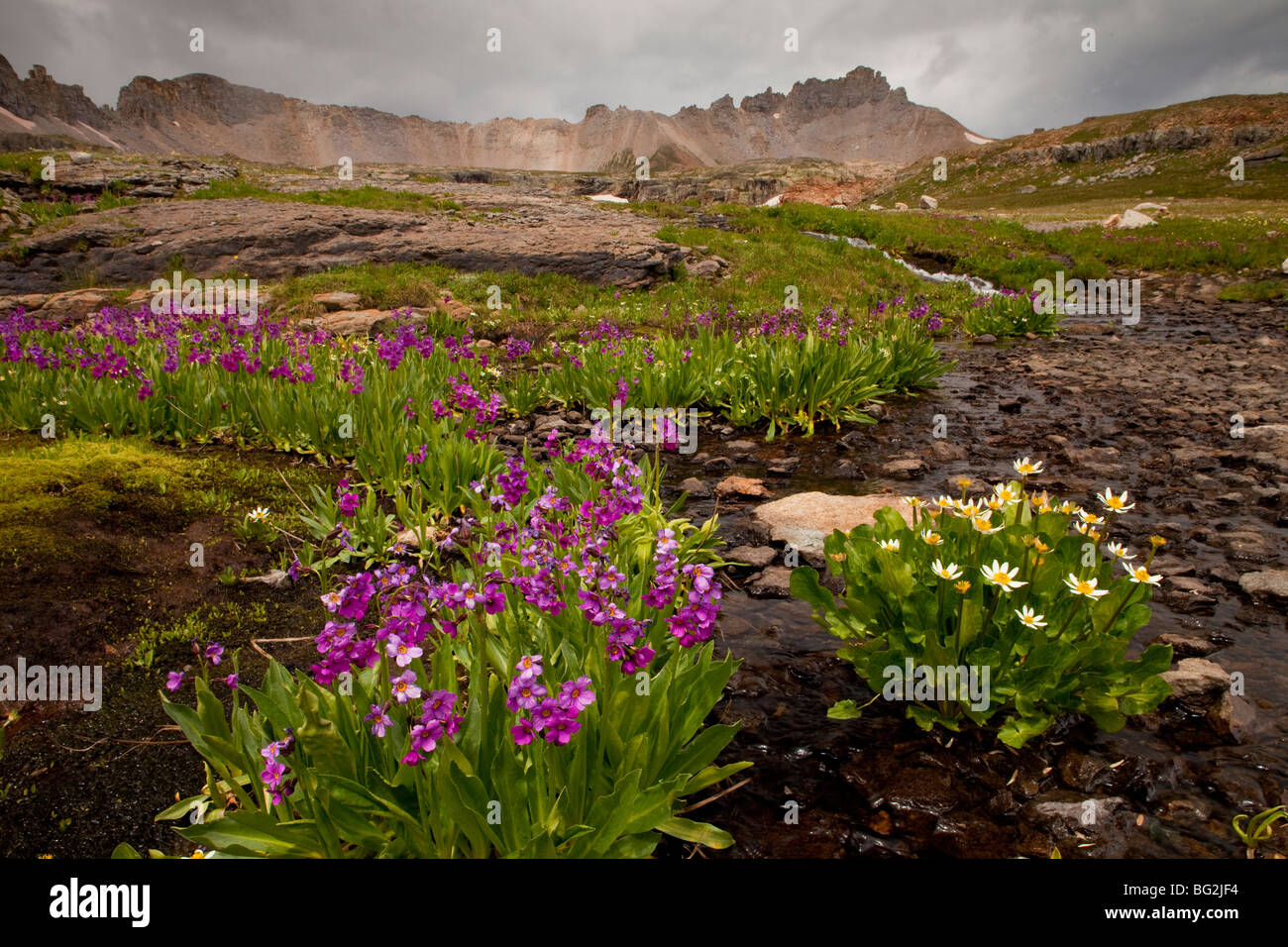 Parrys Primel Primula Parryi mit Caltha Leptosepala an Bullion See-Porphyr Bereich, San Juan Mountains, Colorado Stockfoto