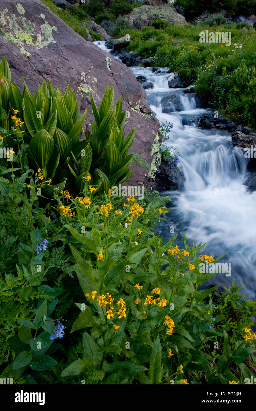 Schwarz-bestückte Senecio Senecio olor wachsen neben einer Flut im Eis Seebecken, in der Nähe von Silverton, San-Juan-Gebirge Stockfoto