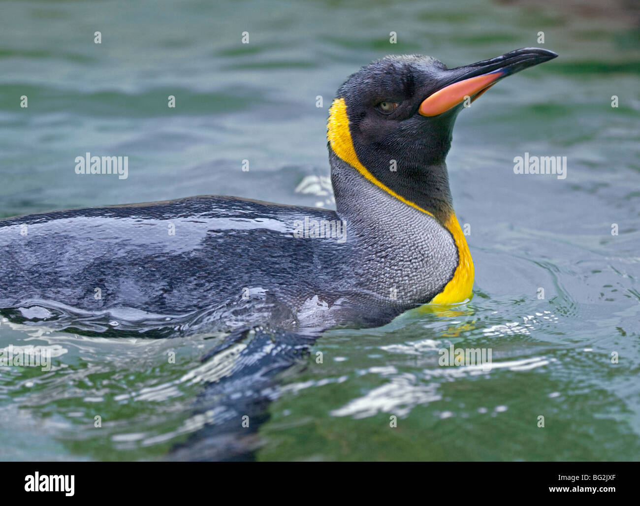 King Penguin (Aptenodytes Patagonicus) schwimmen Stockfoto