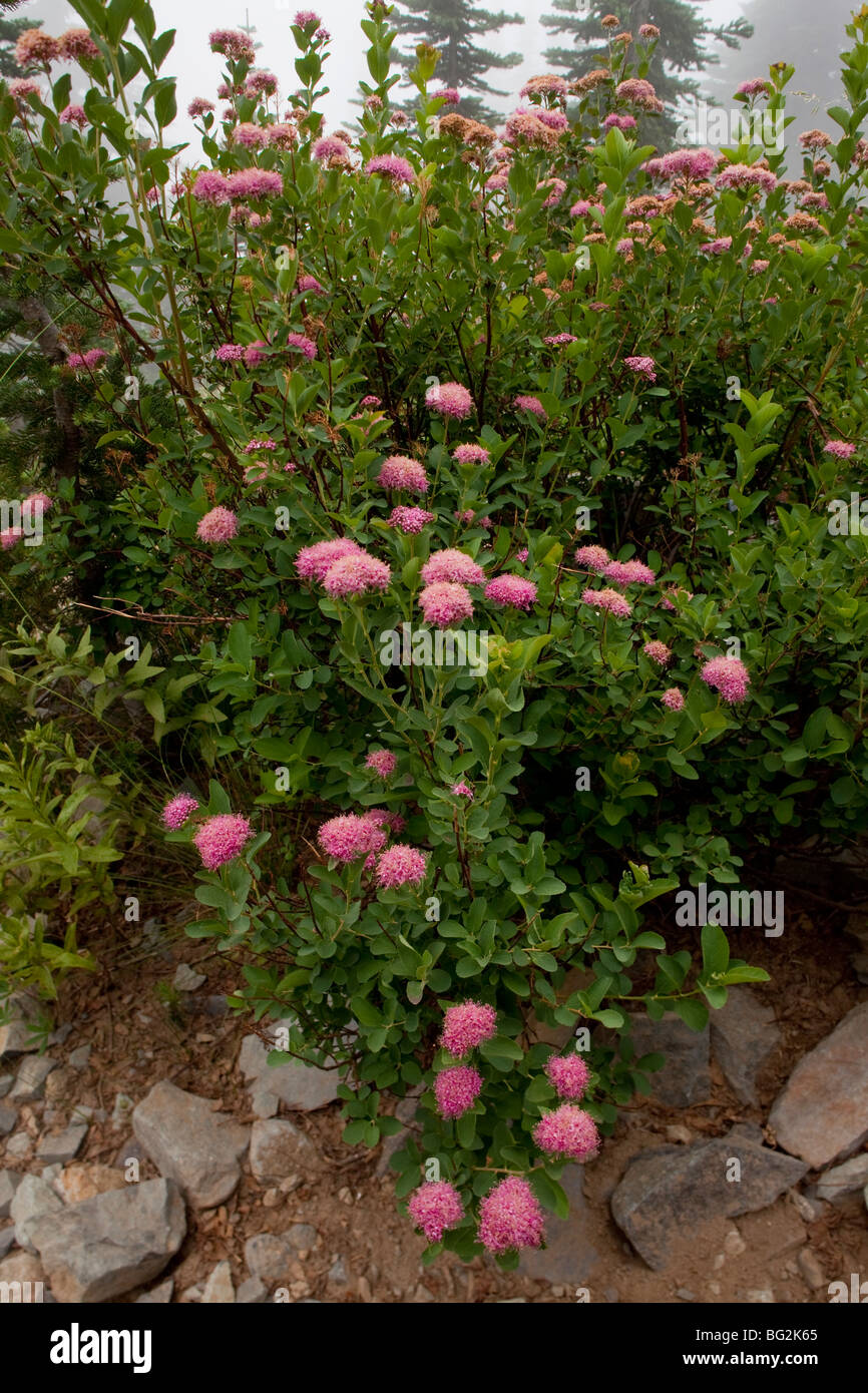 Rosig Spirea oder subalpinen Spirea Spiraea Splendens var. Splendens, Mount-Rainier-Nationalpark, Washington, USA, Nordamerika. Stockfoto