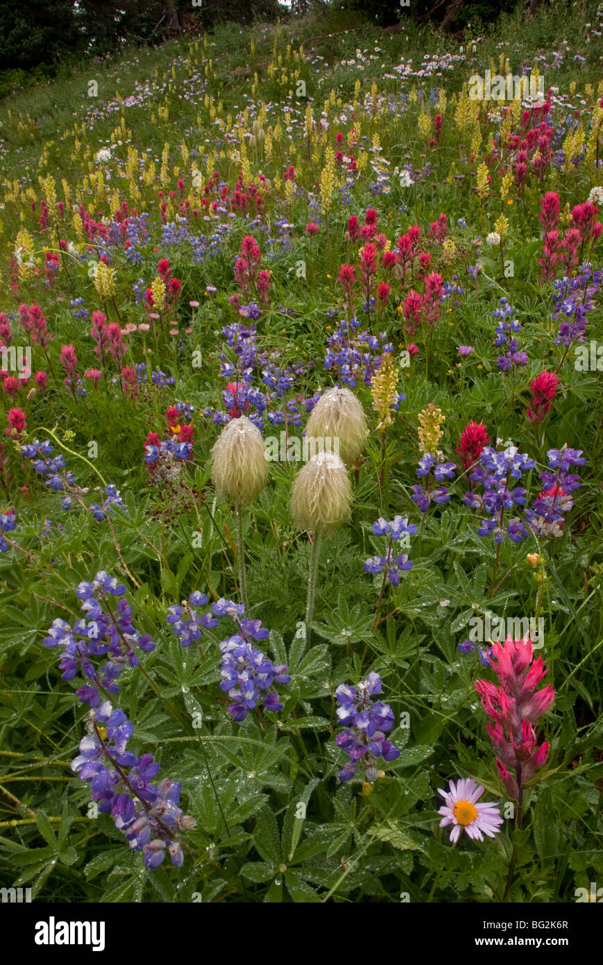Spektakuläre alpine Sommerblumen einschließlich Paintbrush, Lupinen (Lupinen) und Western Küchenschellen auf Mazama Ridge, Rainier Stockfoto