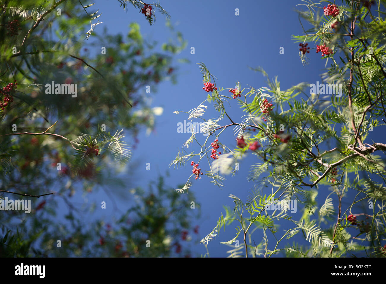 Schinus Molle (Pfefferbaum, amerikanischer Mastich, australischer Pfeffer, falscher Pfefferbaum) Nahaufnahme von rosa / roten Pfefferhörnern, blauer Himmel Hintergrund Stockfoto