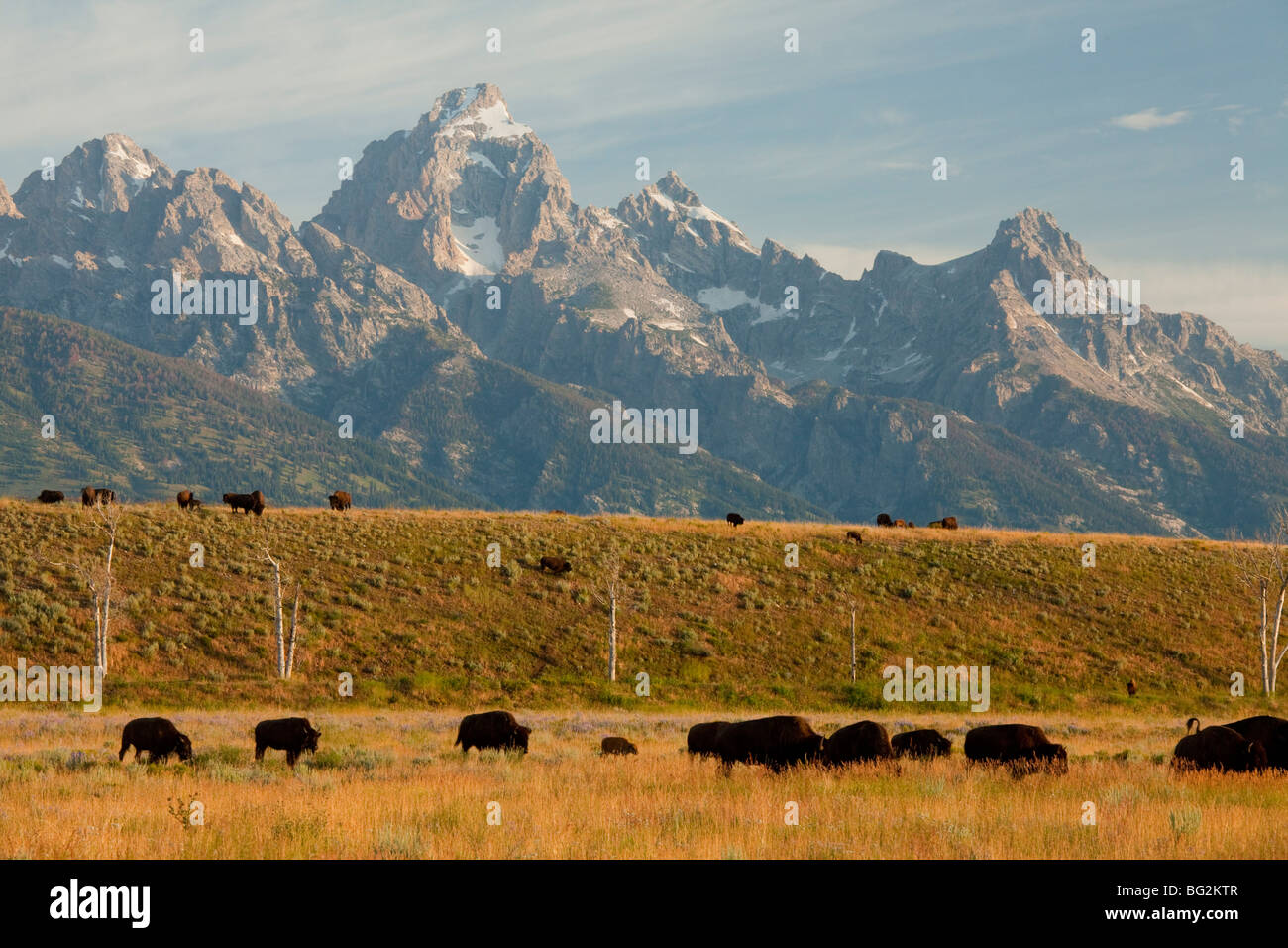 Herde der amerikanische Bison oder Büffel Bison Bison, in Wiesen, Grand-Teton-Nationalpark, Wyoming, USA, Nordamerika. Stockfoto