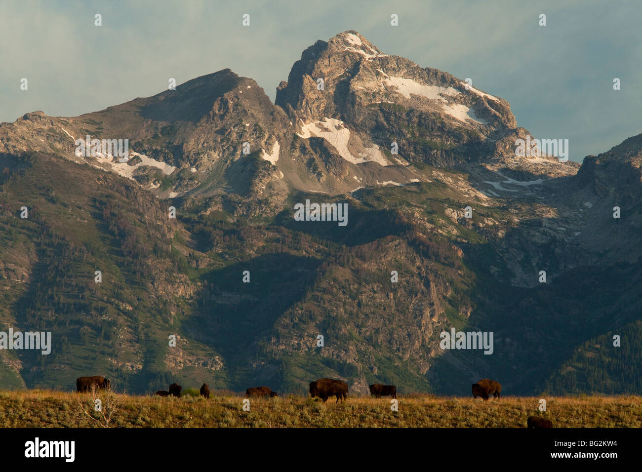 Herde der amerikanische Bison oder Büffel Bison Bison, in Wiesen, Grand-Teton-Nationalpark, Wyoming, USA, Nordamerika. Stockfoto