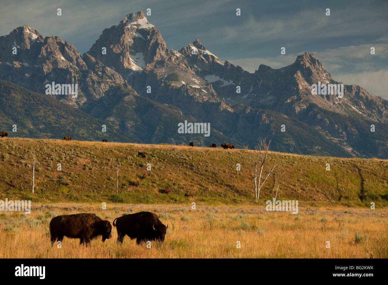 Herde der amerikanische Bison oder Büffel Bison Bison, in Wiesen, Grand-Teton-Nationalpark, Wyoming, USA, Nordamerika. Stockfoto