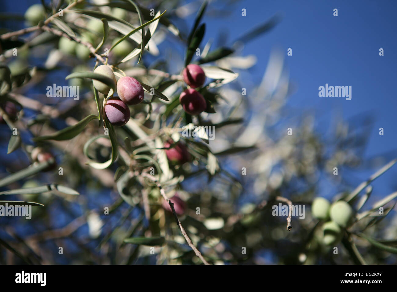 Olea Europaea - Nahaufnahme von Oliven reif für die Ernte in Südspanien Stockfoto