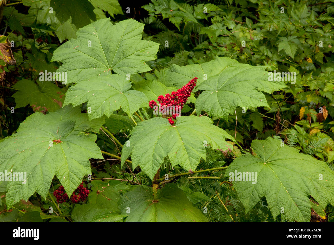 Devil's Club oder Devil's Walking Stick Oplopanax Horridus in Obst, Mount St. Helens National Park, Stockfoto