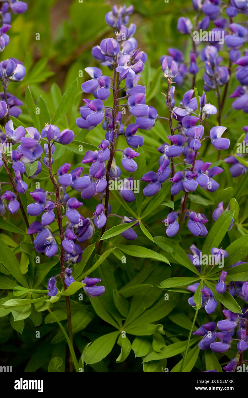 Laubbäume Lupine Lupinus Latifolius in Mount Rainier Nationalpark, Washington, USA, Nordamerika. Stockfoto