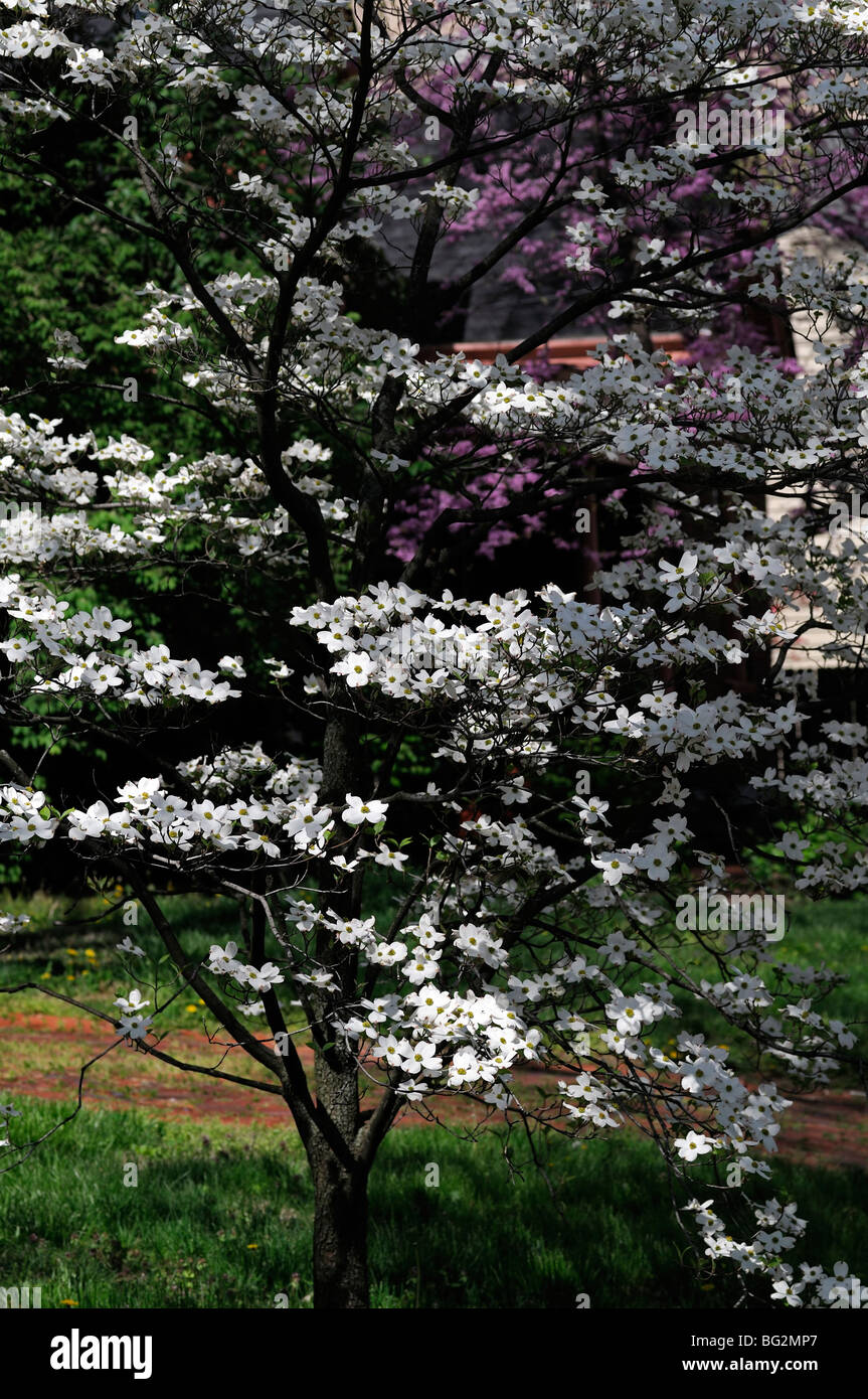 Appalachian Bergflora weiße Hartriegel Baum Blüte Frühling Stockfoto