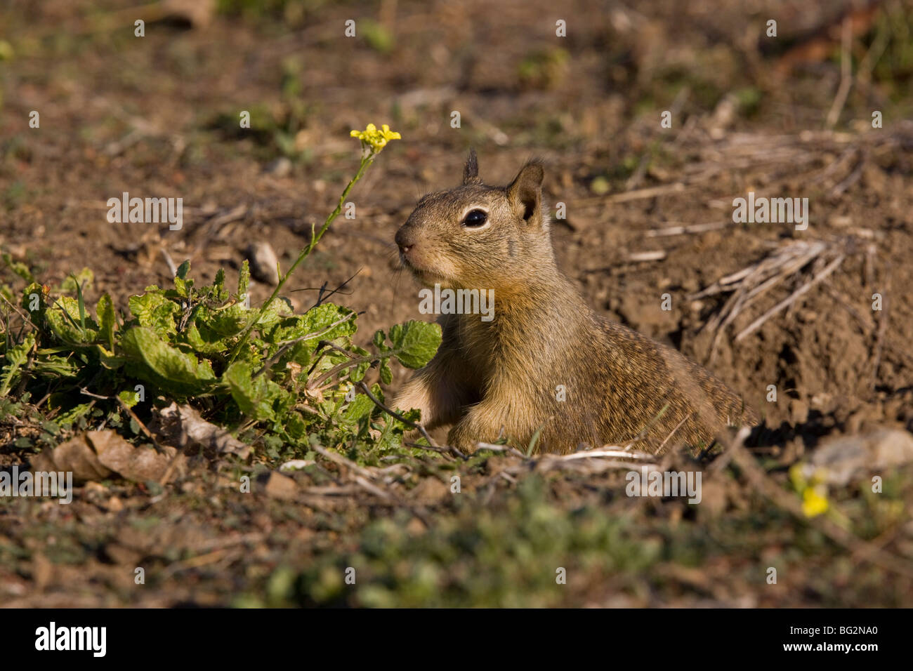 Kalifornien Grundeichhörnchen, Spermophilus Beecheyi, am Fuchsbau Mund; California, United States Stockfoto