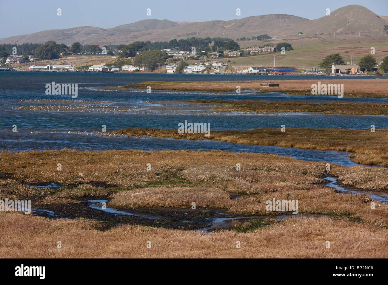 Salzwiesen und Flussmündungen Lebensräume mit großen Herden von Wat- und Wasservögel in Bodega Bay, Nord-Kalifornien, USA Stockfoto
