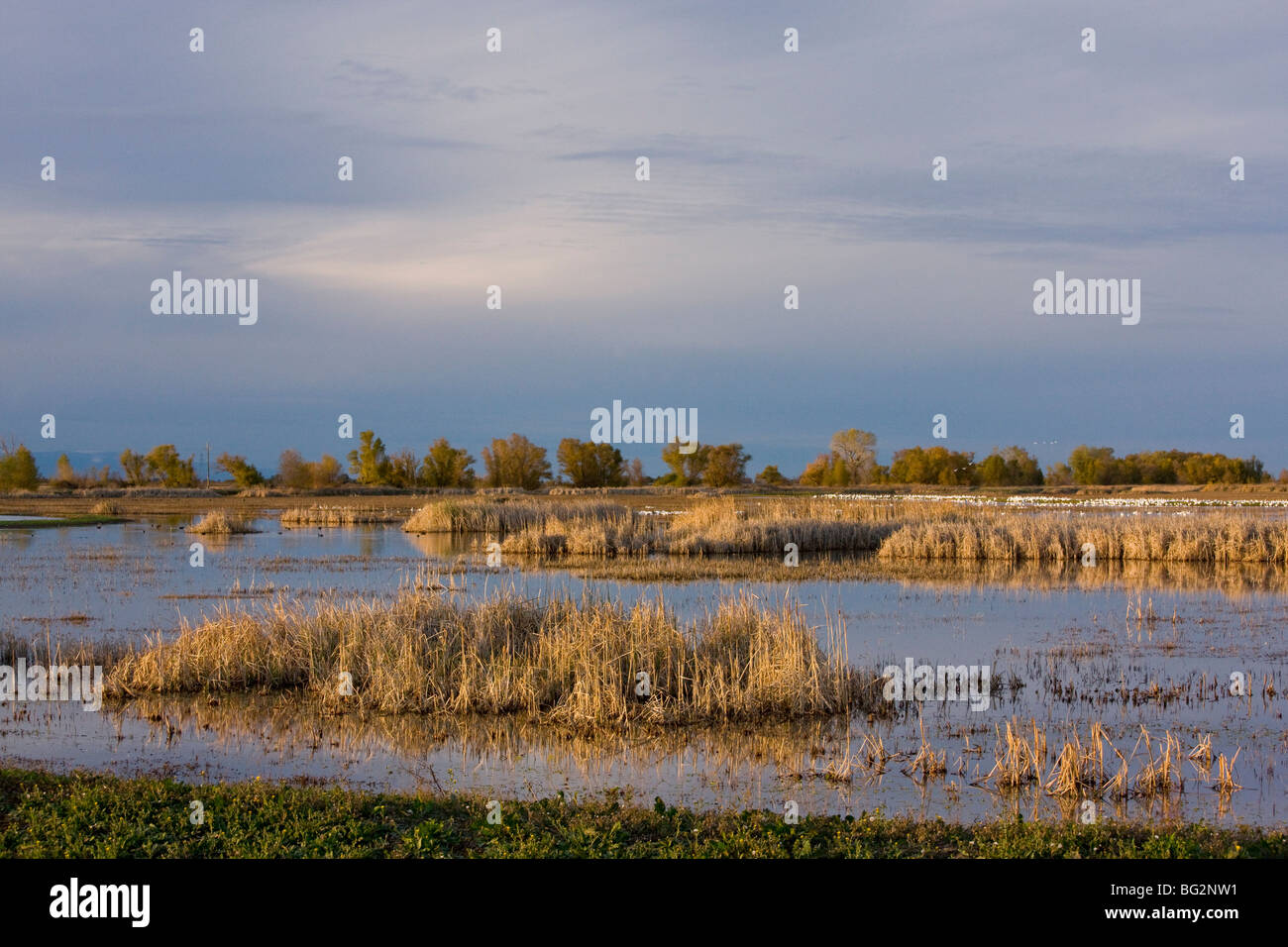 Seen und Sümpfe am Sacramento National Wildlife Reserve (Koreaners Abschnitt), mit Schnee Gänse und andere Wasservögel; California Stockfoto