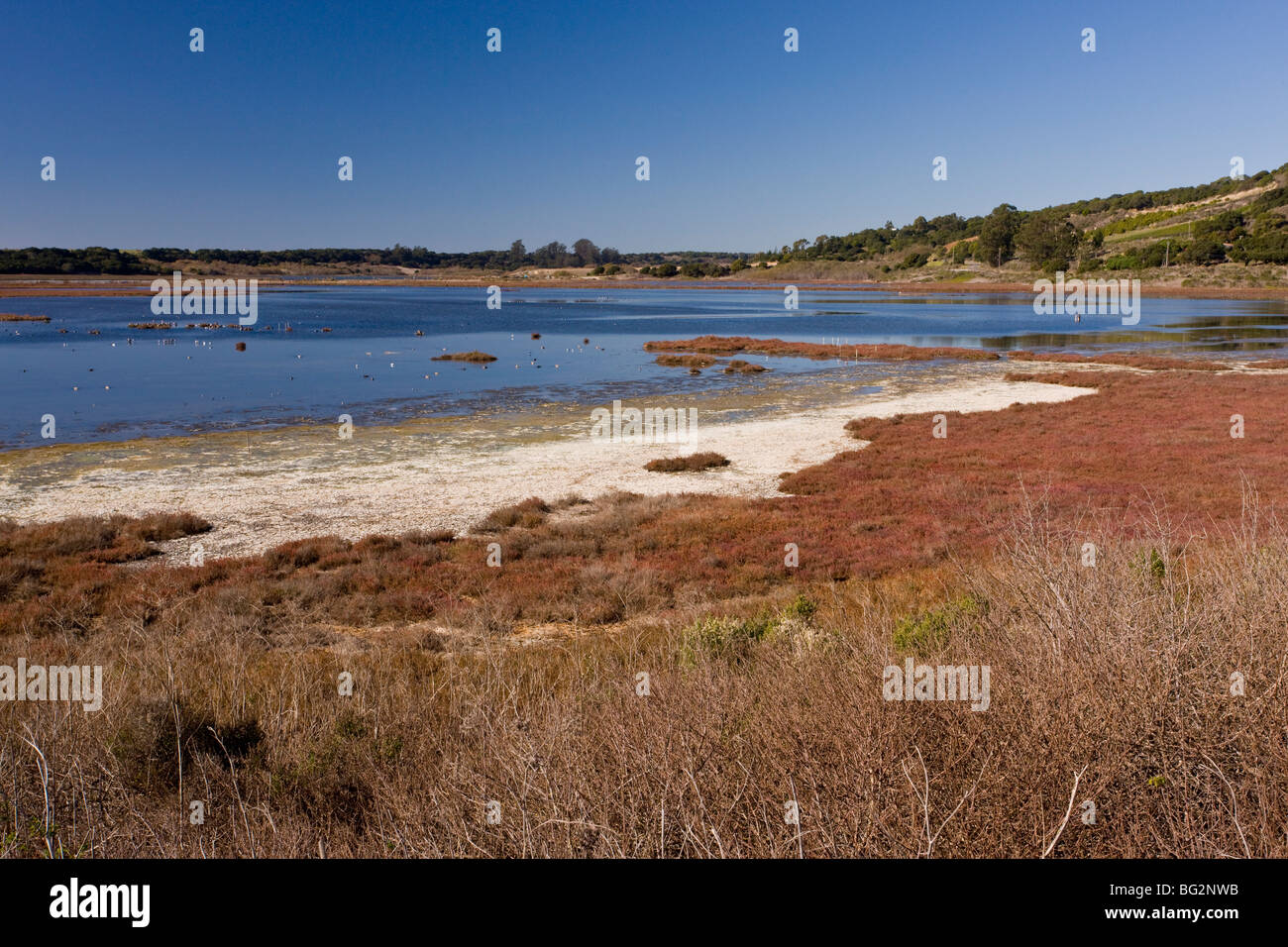 Salzwiesen, Wattflächen und Flussmündungen Lebensraum am Elkhorn Slough Estuarine Research Nationalreservat, Kalifornien, Vereinigte Staaten Stockfoto