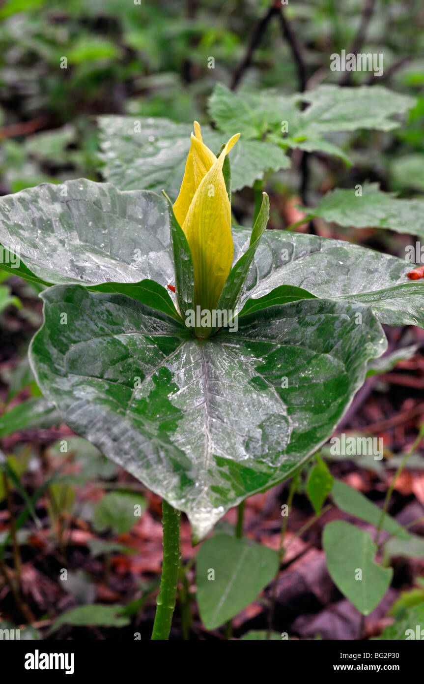 Trillium Luteum gelbe Wakerobin Great Smoky Mountains Nationalpark Tennessee Appalachian Frühling Stockfoto