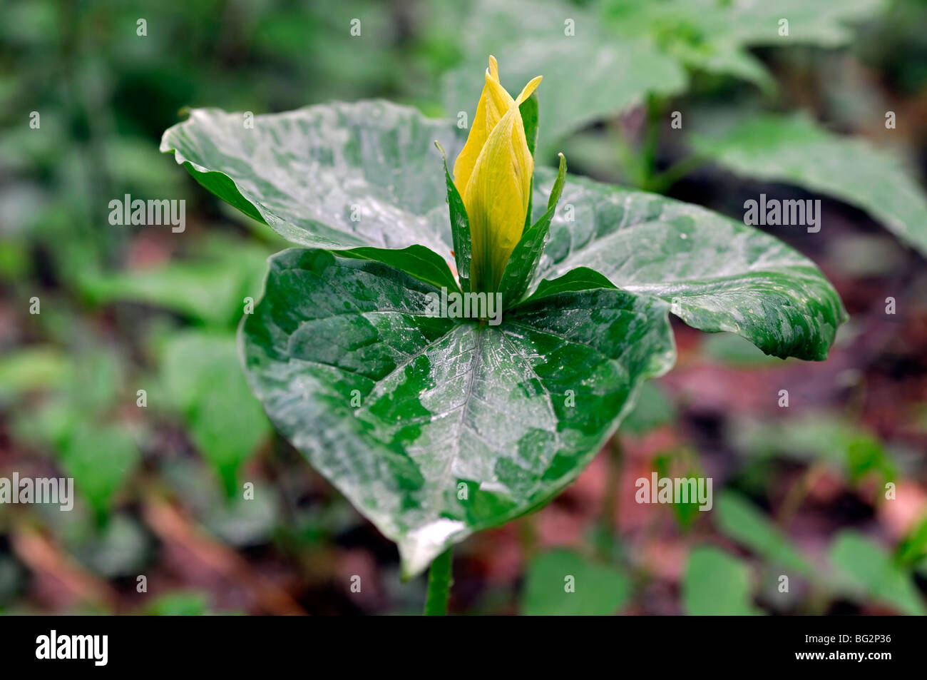 Trillium Luteum gelbe Wakerobin Great Smoky Mountains Nationalpark Tennessee Appalachian Frühling Stockfoto