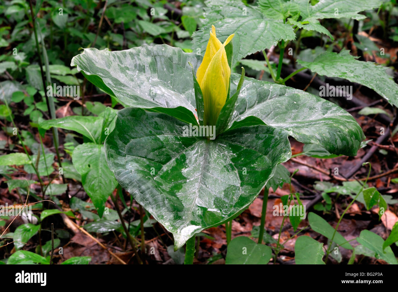 Trillium Luteum gelbe Wakerobin Great Smoky Mountains Nationalpark Tennessee Appalachian Frühling Stockfoto