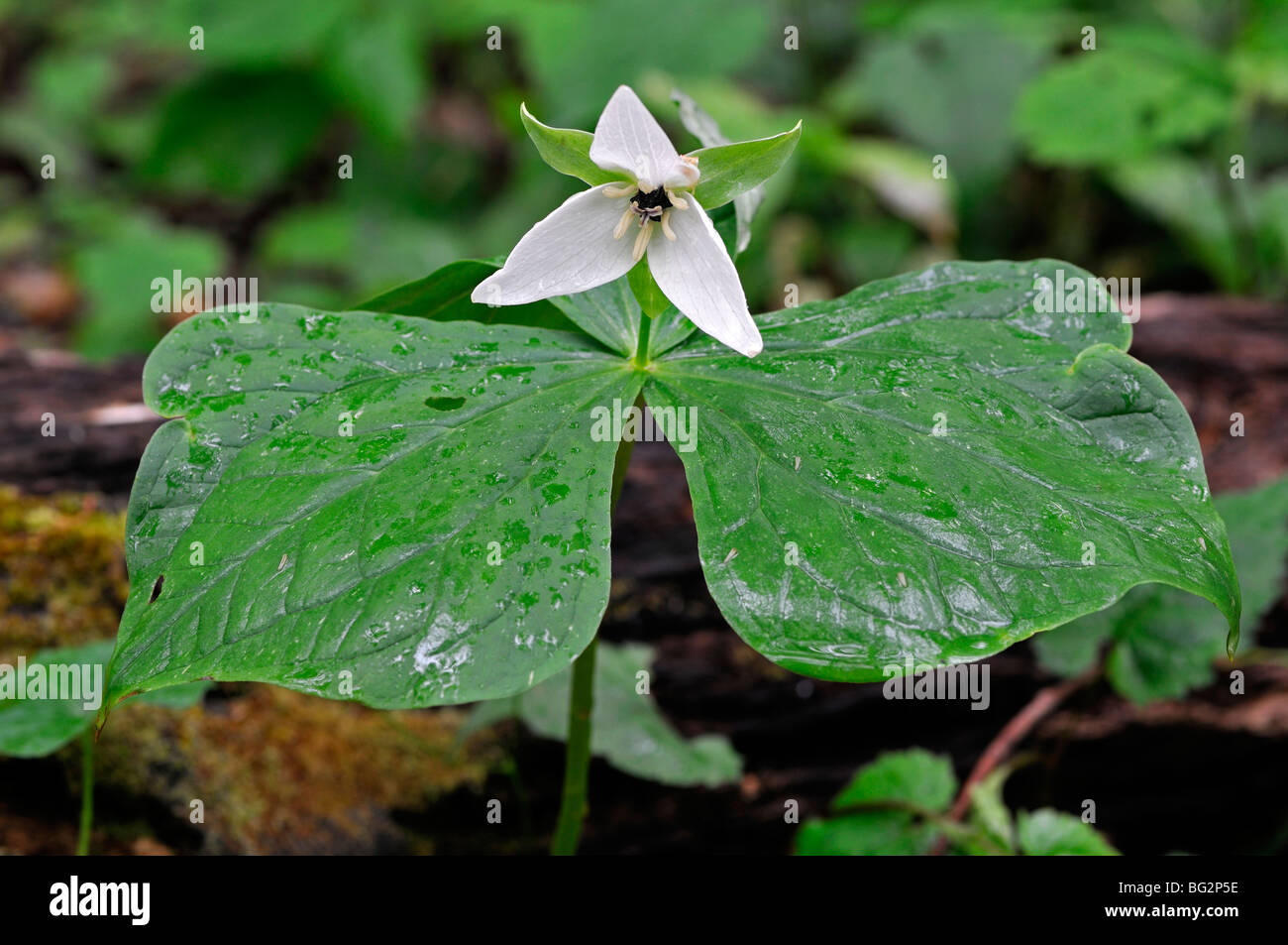 Trillium Undulatum gemalt Trillium Frühjahr große rauchige Berge Nationalpark Tennessee Waldboden Stockfoto