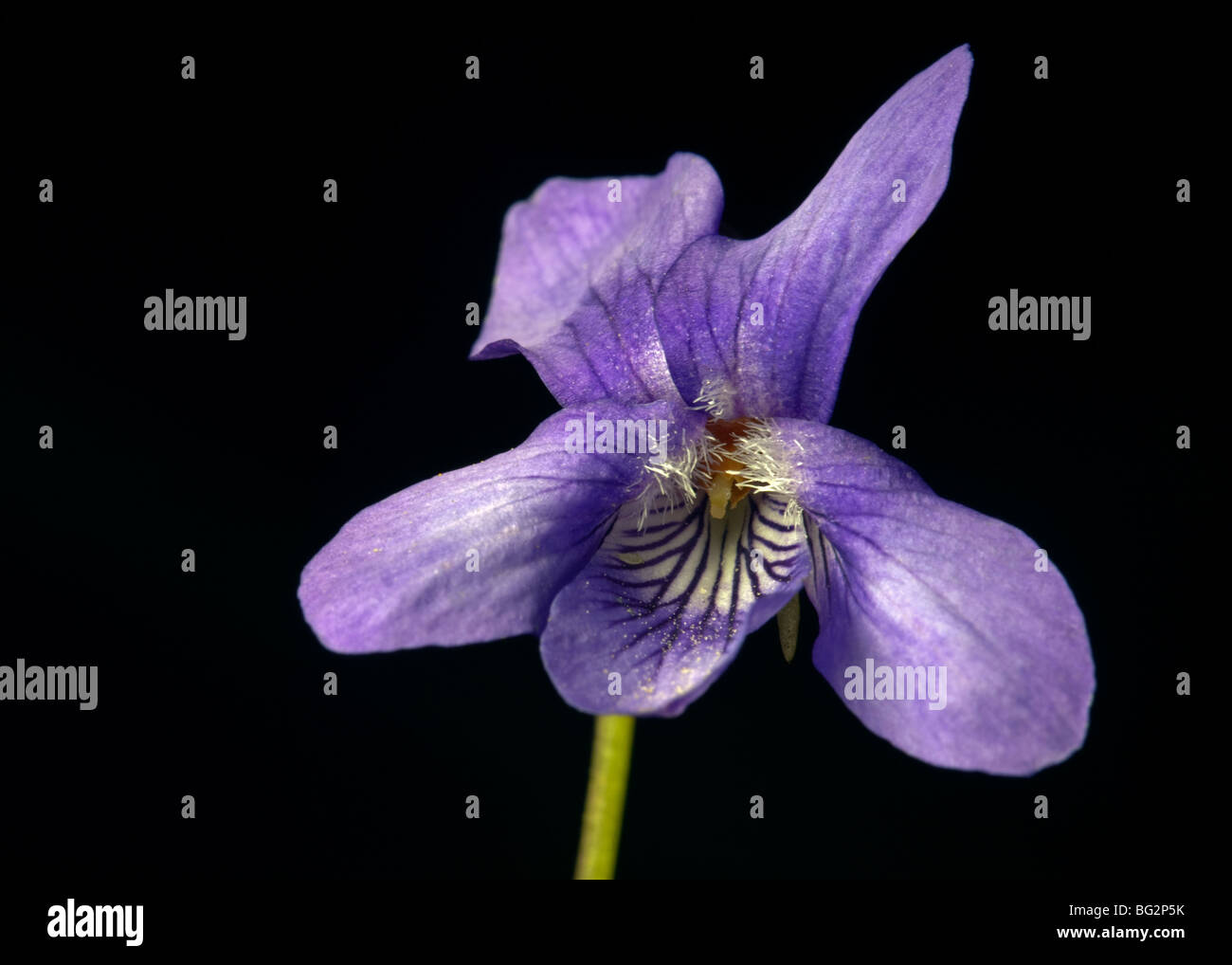 Wild Violet Stockfoto