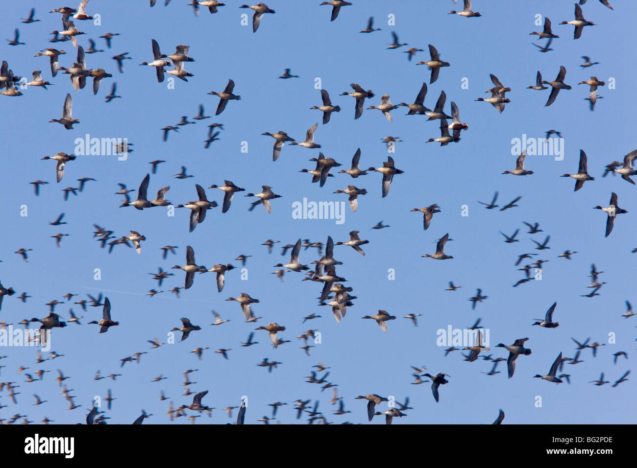 Herde von nördlichen Pintail Enten Anas Acuta, während des Fluges, California, Vereinigte Staaten Stockfoto