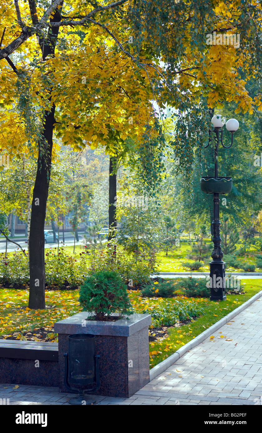 Herbstliche Birke im Stadtpark Stockfoto