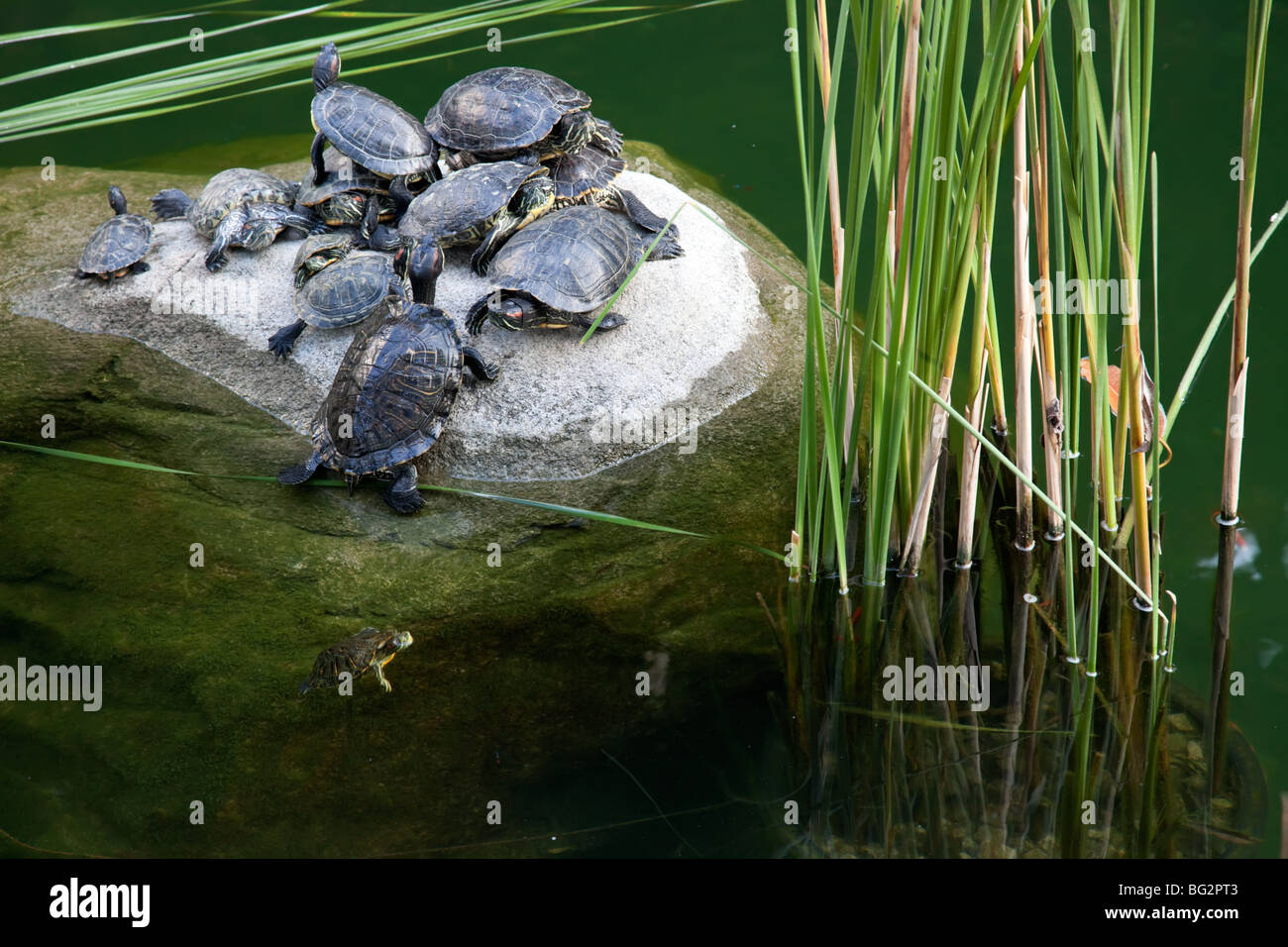Schildkröten im teich Fotos und Bildmaterial in hoher Auflösung Alamy